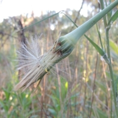 Tragopogon dubius (Goatsbeard) at Bonython, ACT - 10 Dec 2016 by michaelb