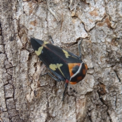 Eurymeloides pulchra (Gumtree hopper) at Gungahlin, ACT - 25 Jan 2017 by CedricBear