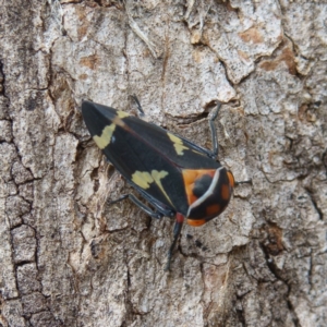 Eurymeloides pulchra at Gungahlin, ACT - 25 Jan 2017 10:40 AM