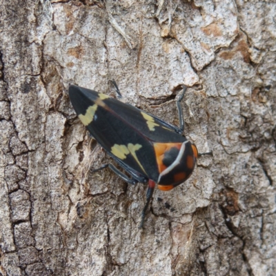 Eurymeloides pulchra (Gumtree hopper) at Gungahlin, ACT - 25 Jan 2017 by CedricBear