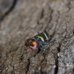 Eurymeloides pulchra at Gungahlin, ACT - 25 Jan 2017 10:40 AM