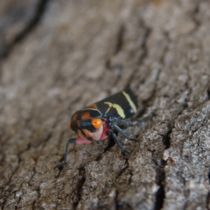 Eurymeloides pulchra at Gungahlin, ACT - 25 Jan 2017 10:40 AM