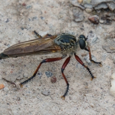 Zosteria sp. (genus) (Common brown robber fly) at Mulligans Flat - 24 Jan 2017 by CedricBear