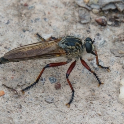 Zosteria sp. (genus) (Common brown robber fly) at Gungahlin, ACT - 25 Jan 2017 by CedricBear