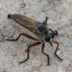 Zosteria sp. (genus) at Gungahlin, ACT - 25 Jan 2017