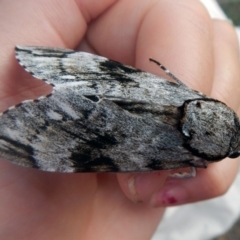 Psilogramma casuarinae (Privet Hawk Moth) at Higgins, ACT - 25 Jan 2017 by AlisonMilton