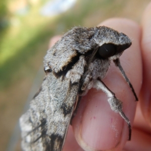 Psilogramma casuarinae at Higgins, ACT - 25 Jan 2017