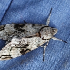 Psilogramma casuarinae at Higgins, ACT - 25 Jan 2017 05:31 PM