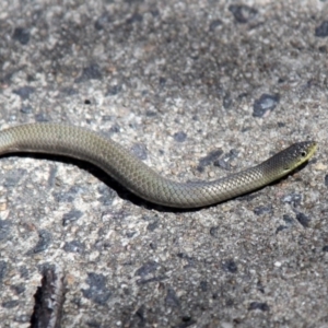 Delma inornata at Belconnen, ACT - 11 Dec 2010