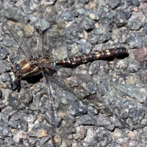 Adversaeschna brevistyla at Belconnen, ACT - 11 Dec 2010 02:11 PM