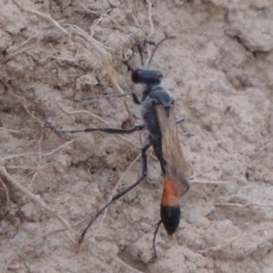 Podalonia tydei at Kambah, ACT - 24 Jan 2017