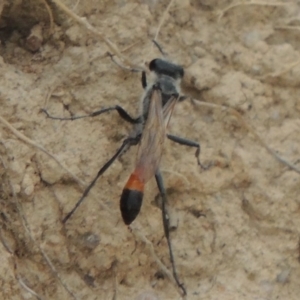 Podalonia tydei at Kambah, ACT - 24 Jan 2017