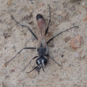 Podalonia tydei at Kambah, ACT - 24 Jan 2017