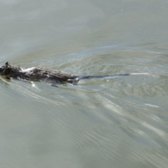 Hydromys chrysogaster (Rakali or Water Rat) at Lake Ginninderra - 25 May 2014 by AlisonMilton