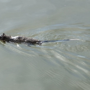 Hydromys chrysogaster at Belconnen, ACT - 25 May 2014