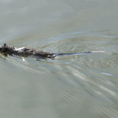 Hydromys chrysogaster (Rakali or Water Rat) at Lake Ginninderra - 25 May 2014 by Alison Milton
