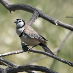 Stizoptera bichenovii (Double-barred Finch) at Fyshwick, ACT - 21 Nov 2015 by Alison Milton