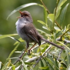 Malurus cyaneus (Superb Fairywren) at Fyshwick, ACT - 21 Nov 2015 by Alison Milton