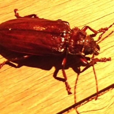 Paroplites australis (Banksia longhorn beetle) at Barragga Bay, NSW - 22 Jan 2017 by narelle
