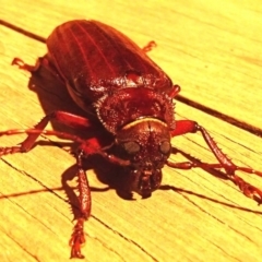 Paroplites australis at Barragga Bay, NSW - 22 Jan 2017 09:56 PM