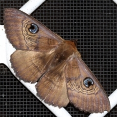 Dasypodia selenophora (Southern old lady moth) at Higgins, ACT - 25 Jan 2017 by AlisonMilton