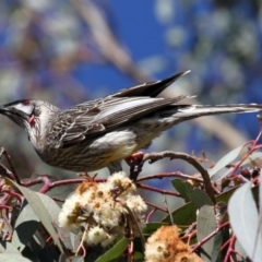 Anthochaera carunculata (Red Wattlebird) at Higgins, ACT - 17 Jul 2016 by Alison Milton