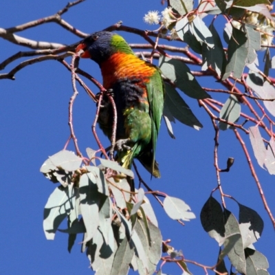 Trichoglossus moluccanus (Rainbow Lorikeet) at Higgins, ACT - 17 Jul 2016 by Alison Milton