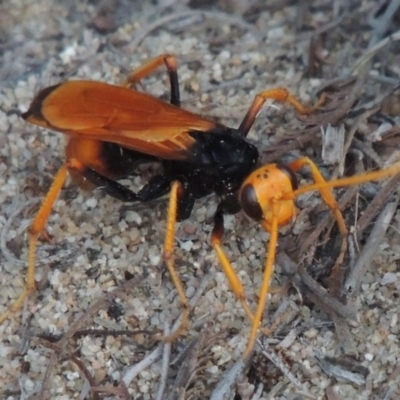 Cryptocheilus bicolor (Orange Spider Wasp) at Gigerline Nature Reserve - 3 Jan 2017 by michaelb