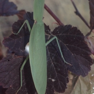 Orthodera ministralis at Burra, NSW - 26 Jan 2017