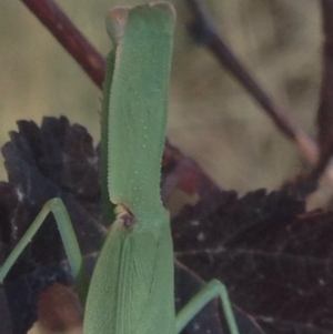 Orthodera ministralis at Burra, NSW - 26 Jan 2017