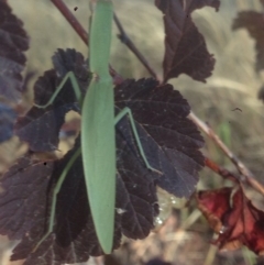 Orthodera ministralis at Burra, NSW - 26 Jan 2017