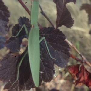 Orthodera ministralis at Burra, NSW - 26 Jan 2017