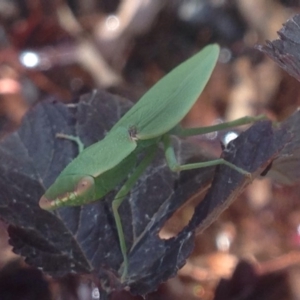 Orthodera ministralis at Burra, NSW - 26 Jan 2017