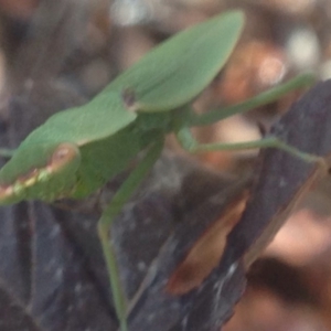 Orthodera ministralis at Burra, NSW - 26 Jan 2017