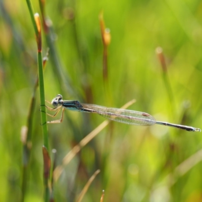 Austrolestes analis (Slender Ringtail) at Gibraltar Pines - 20 Jan 2017 by KenT