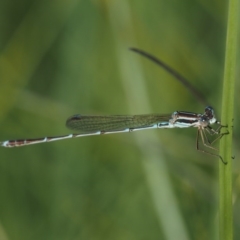 Austrolestes analis at Paddys River, ACT - 21 Jan 2017