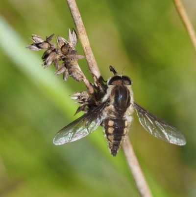 Trichophthalma sp. (genus) (Tangle-vein fly) at Paddys River, ACT - 21 Jan 2017 by KenT