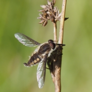 Trichophthalma sp. (genus) at Paddys River, ACT - 21 Jan 2017