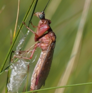 Mantispidae (family) at Paddys River, ACT - 21 Jan 2017