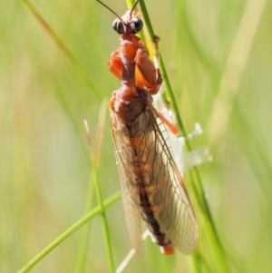 Mantispidae (family) at Paddys River, ACT - 21 Jan 2017 10:00 AM