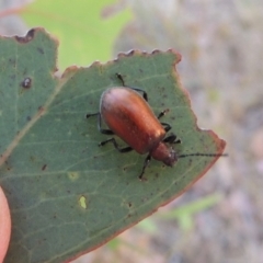 Ecnolagria grandis (Honeybrown beetle) at Urambi Hills - 24 Jan 2017 by michaelb