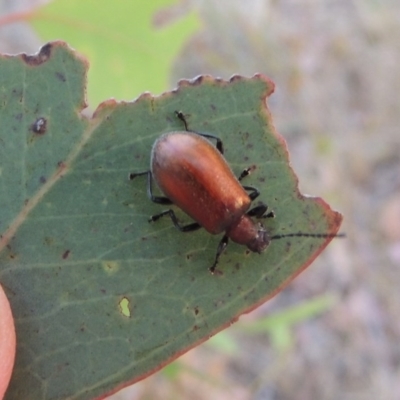 Ecnolagria grandis (Honeybrown beetle) at Kambah, ACT - 24 Jan 2017 by MichaelBedingfield