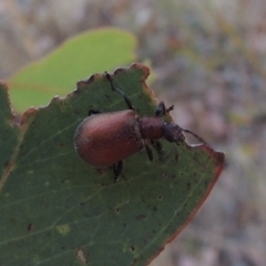 Ecnolagria grandis at Kambah, ACT - 24 Jan 2017 08:45 PM