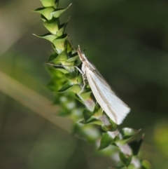 Hednota species near grammellus (Pyralid or snout moth) at Paddys River, ACT - 21 Jan 2017 by KenT