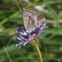 Neolucia agricola (Fringed Heath-blue) at Paddys River, ACT - 21 Jan 2017 by KenT