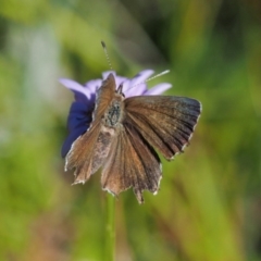 Neolucia agricola at Paddys River, ACT - 21 Jan 2017 09:37 AM