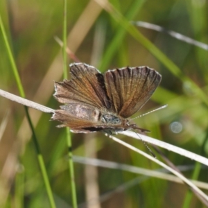 Neolucia agricola at Paddys River, ACT - 21 Jan 2017 09:37 AM