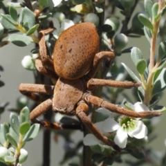 Neosparassus sp. (genus) (Unidentified Badge huntsman) at Gibraltar Pines - 20 Jan 2017 by KenT