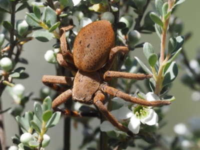 Neosparassus sp. (genus) (Unidentified Badge huntsman) at Paddys River, ACT - 20 Jan 2017 by KenT