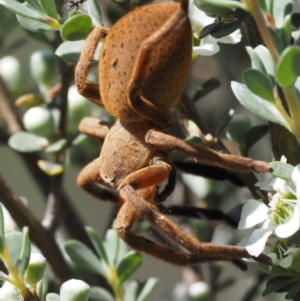 Neosparassus sp. (genus) at Paddys River, ACT - 21 Jan 2017